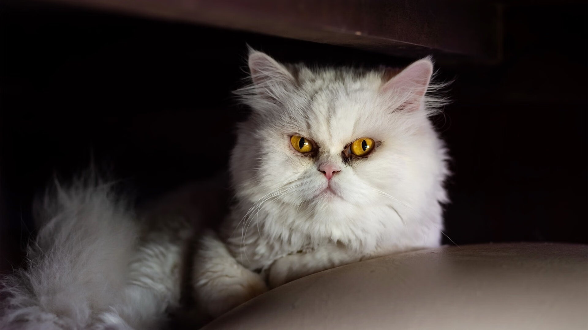 蓝黑旋风席卷北美，国际米兰决胜局击碎喀麦隆世界杯梦想