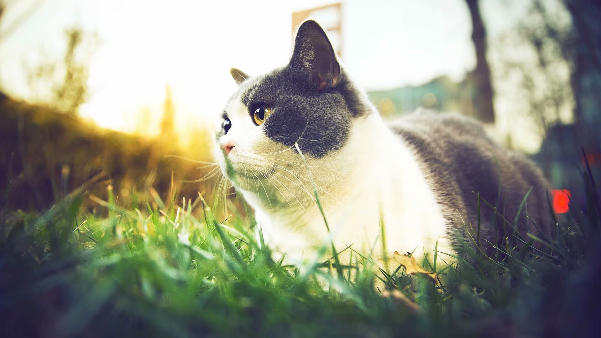 佩德里,用定义比赛的方式告别贝尔时代