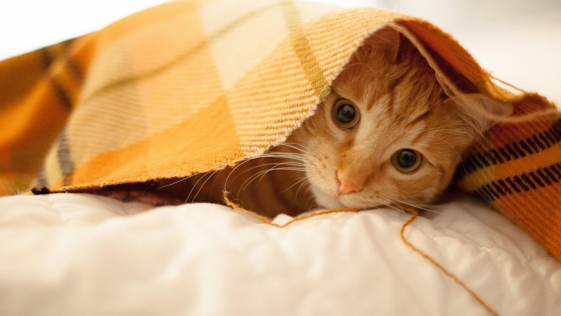 马克西纪录夜的光芒下,步行者与魔术的激烈较量