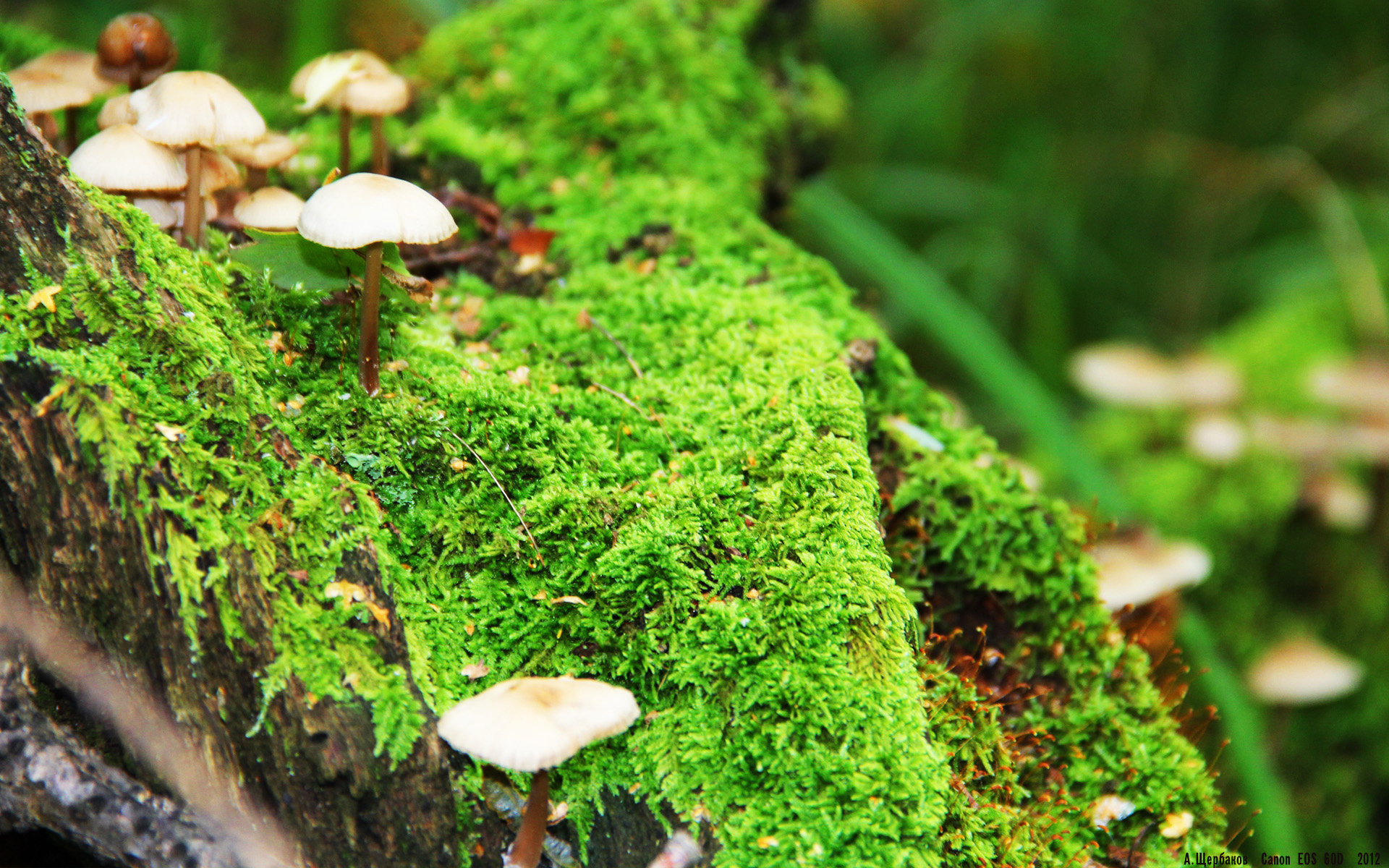 死神挥镰，骑士破局—杜兰特47分弑旧主，骑士加时鏖战逆转雷霆