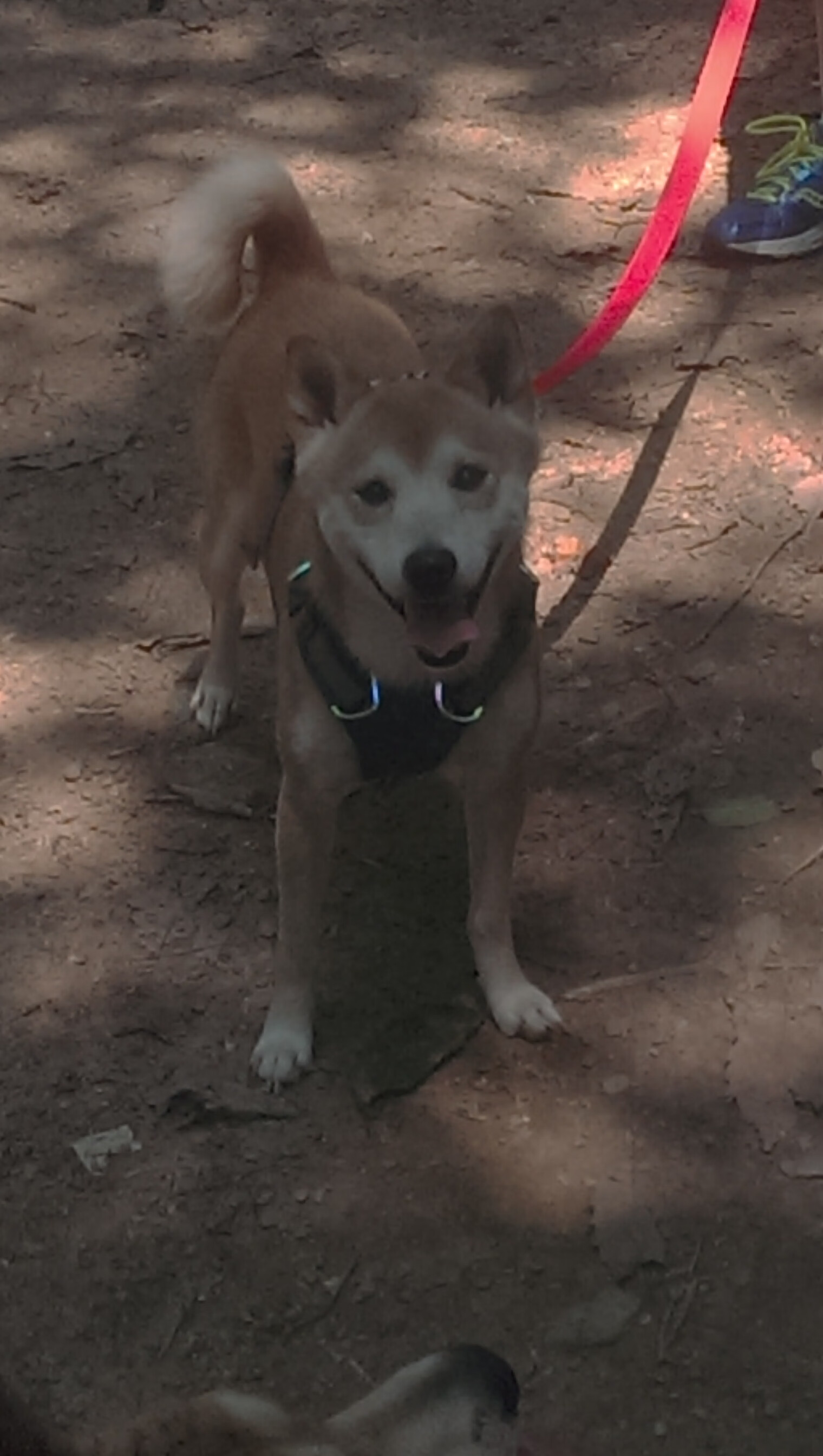 开云体育-跨越海洋的证明，利拉德，一个为大场面而生的冷血杀手