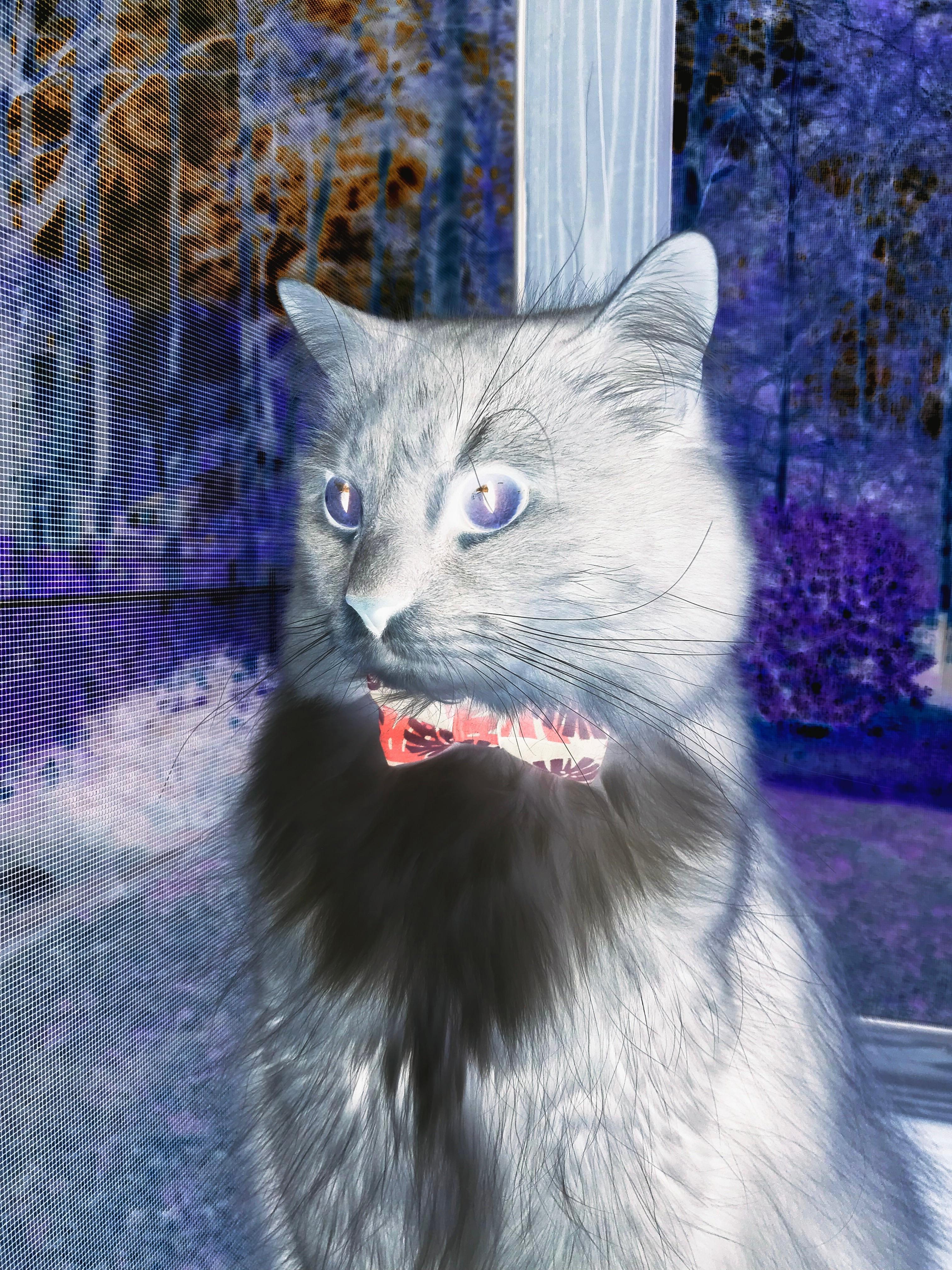 月夜弯刀,萨卡在美加墨世界杯之夜的自我救赎