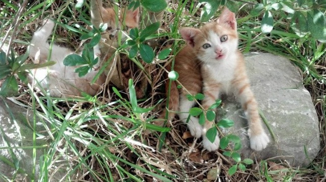 双城记,伦纳德的聚光灯与明尼苏达的寒铁风暴