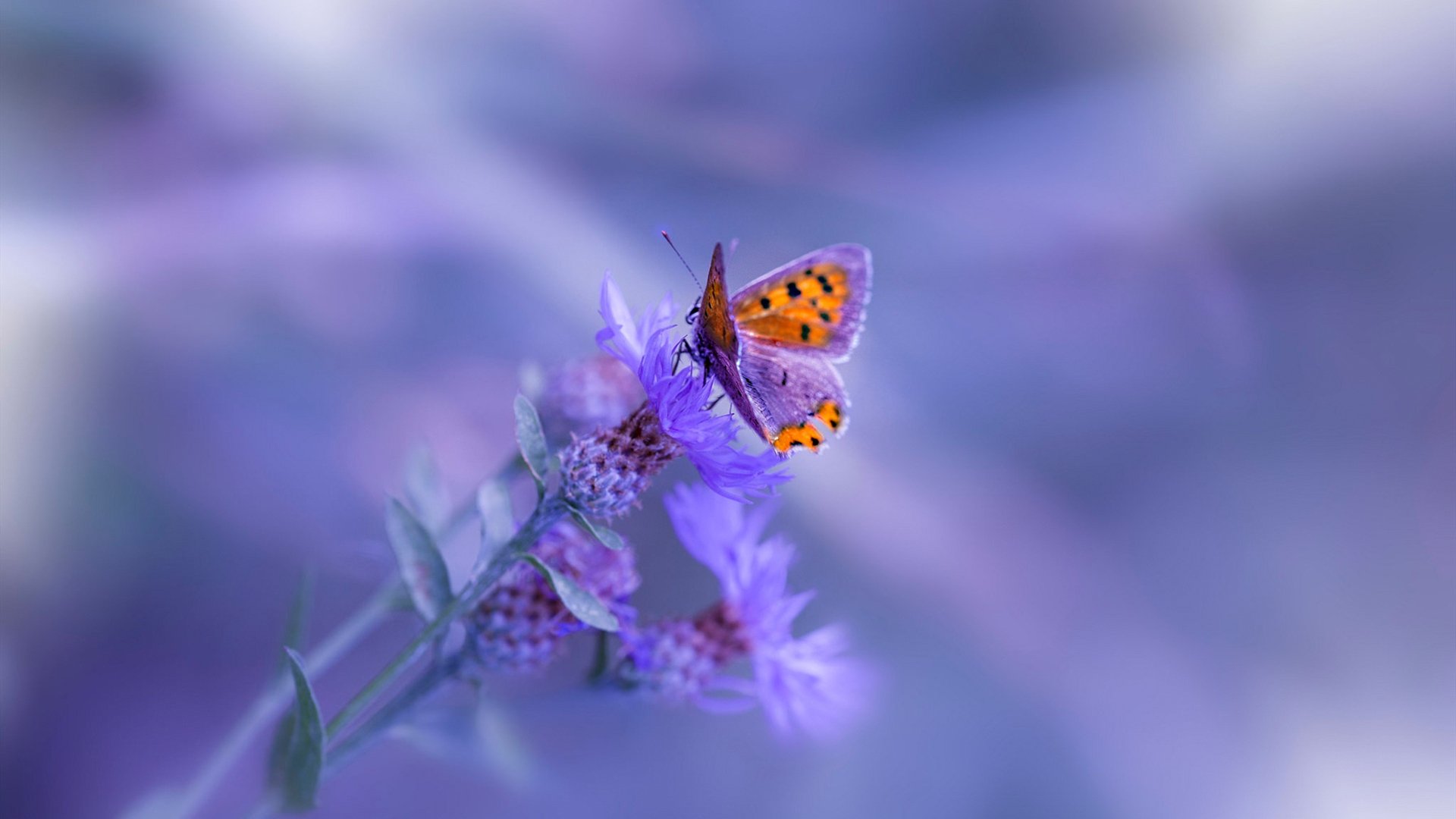 永恒之城的新王,当瑞士铁骑在罗马加冕,穆勒写下史诗终章