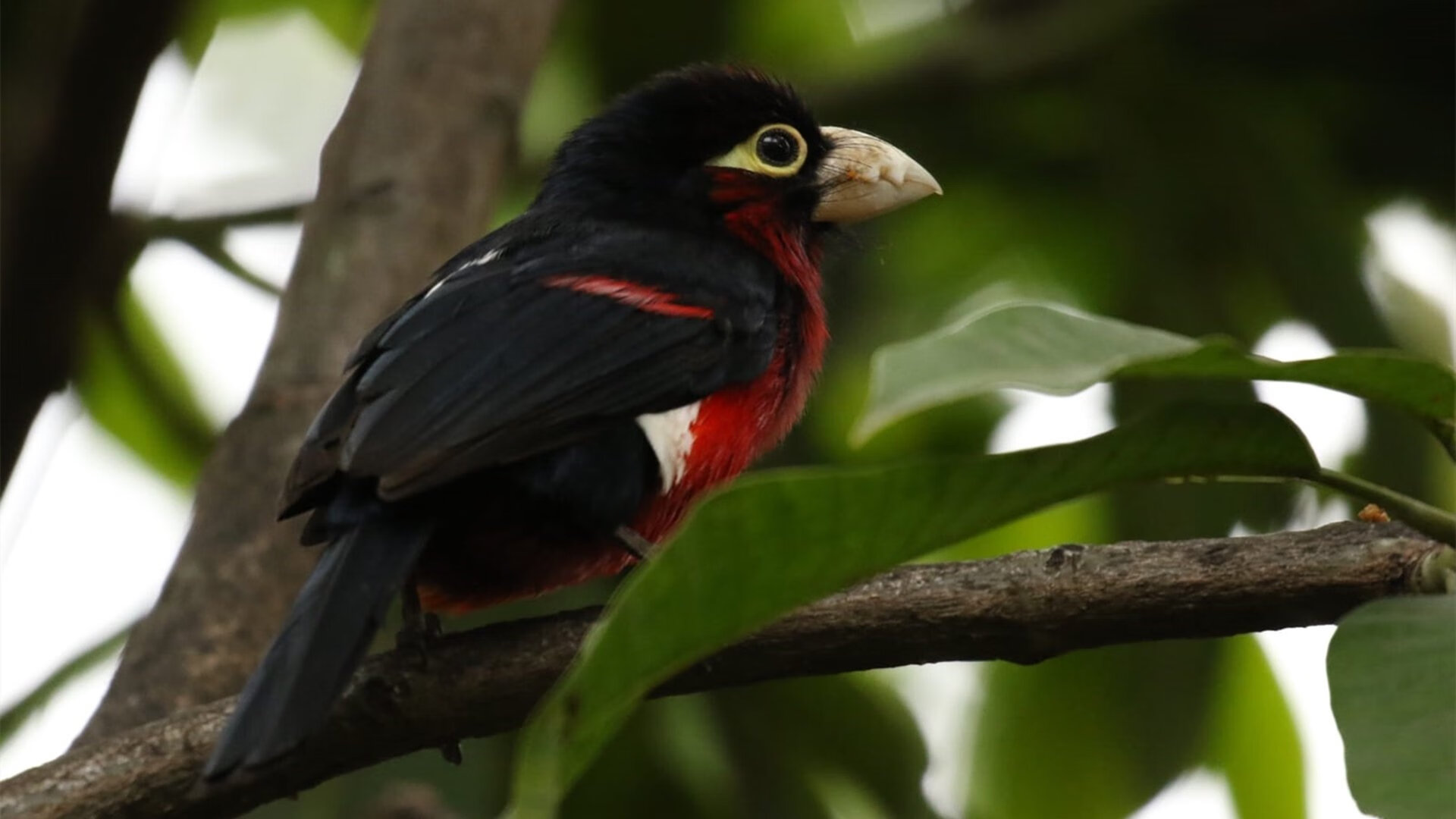 克莱三分雨浇灭火箭,勇士提前锁定胜局让悬念步入黄昏