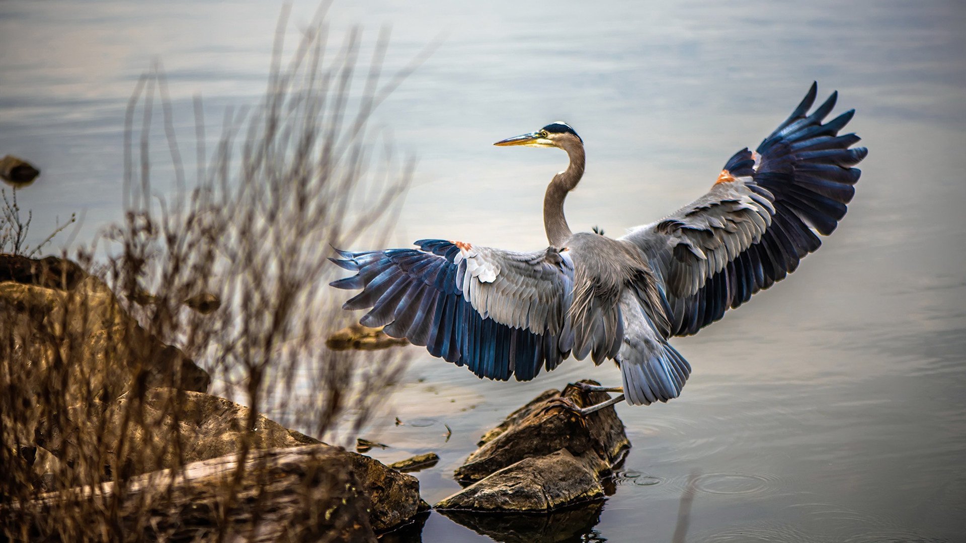 绿茵战争,当几内亚的弯刀收割喀麦隆,拉什福德成为关键先生