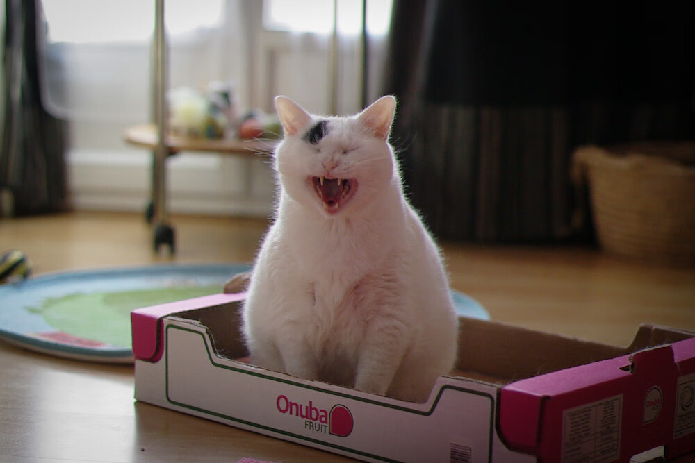 逆袭与正名，鹈鹕绝地反击，塔图姆压力下展翅飞翔