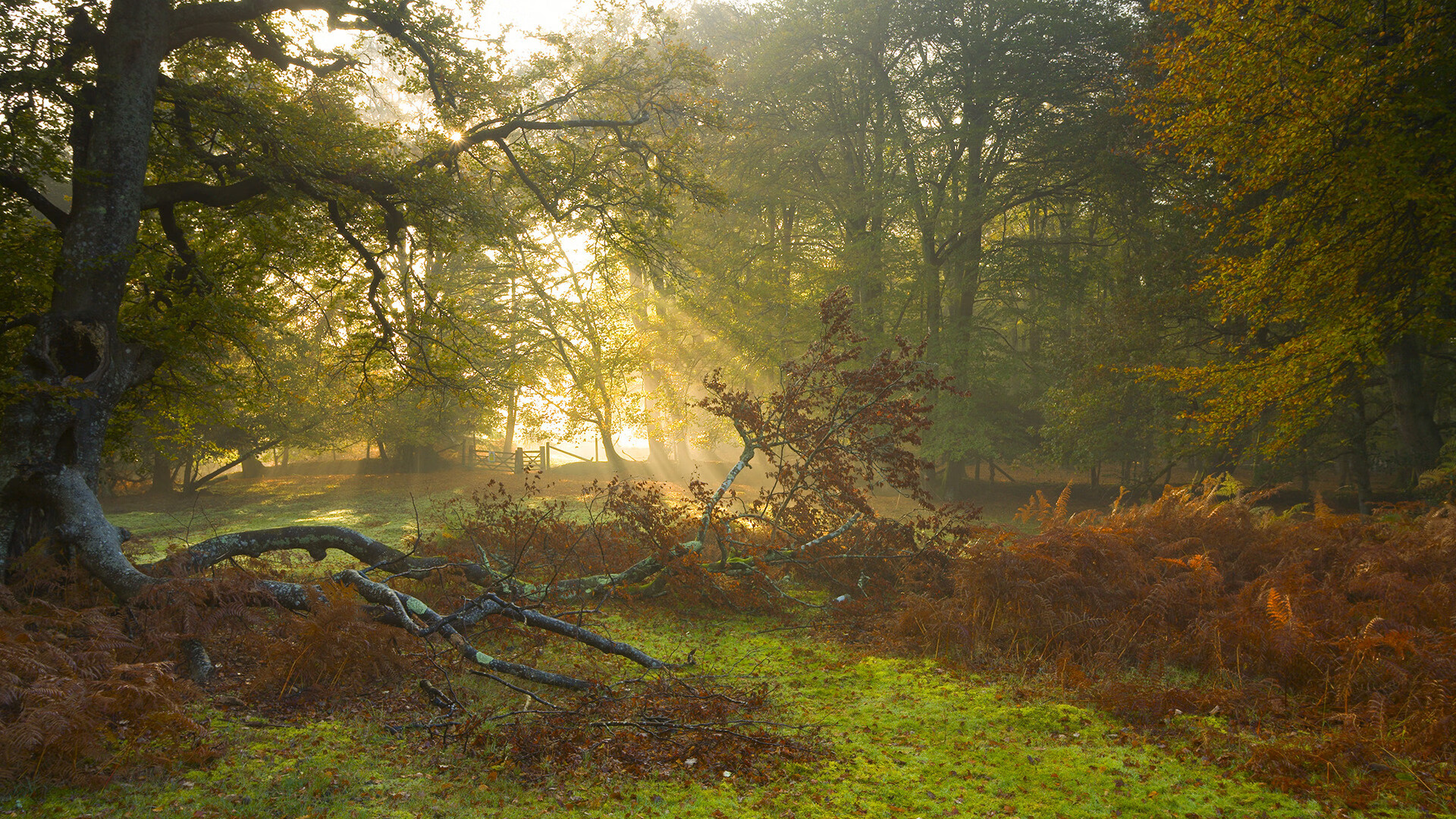 跨界奇迹，迪巴拉制胜一击，点燃尼日利亚与牙买加友谊赛火花