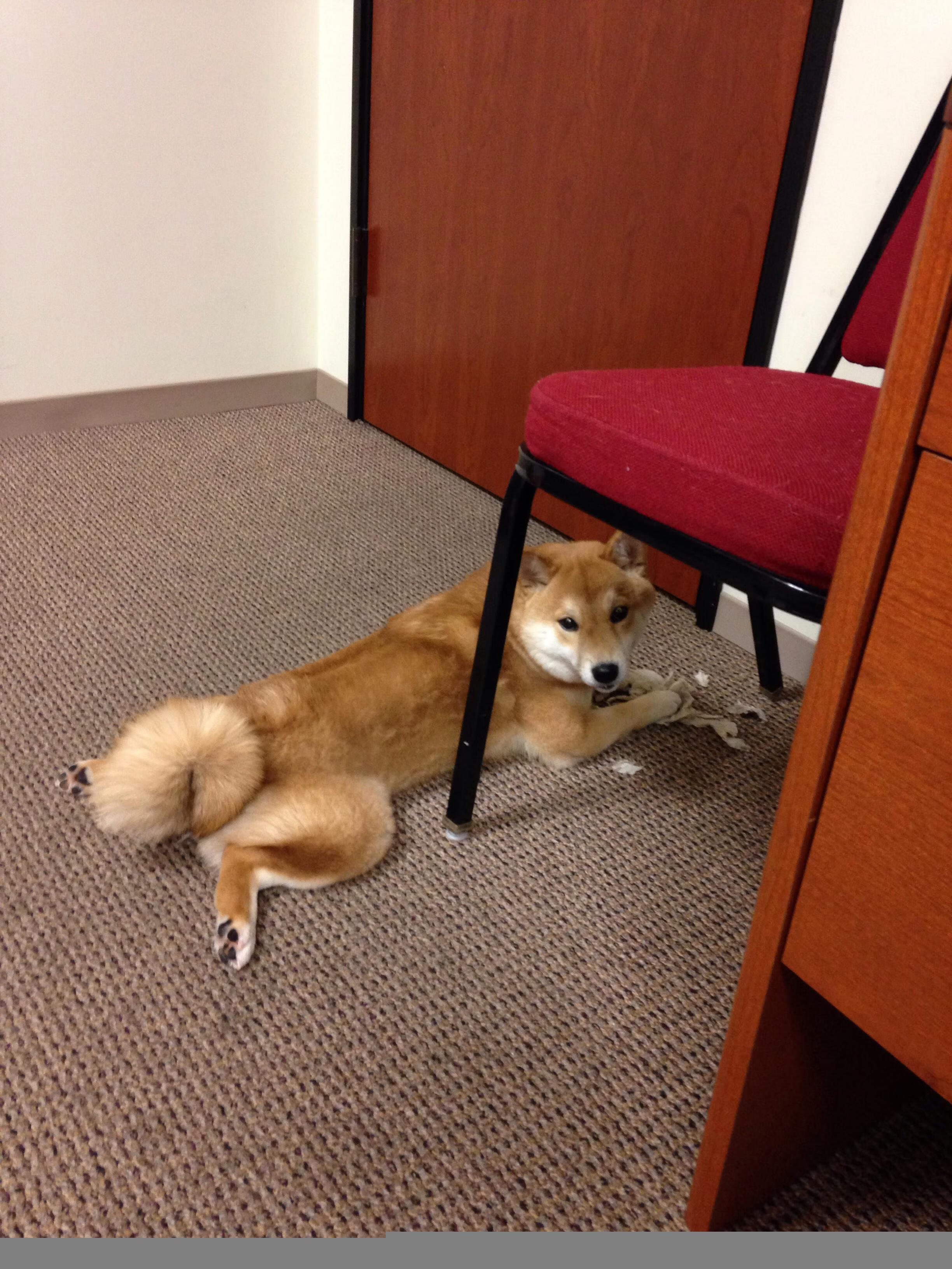 开云体育中国-铁蹄踏碎波兰壁垒，摩纳哥抢七终局制霸欧洲篮球焦点战