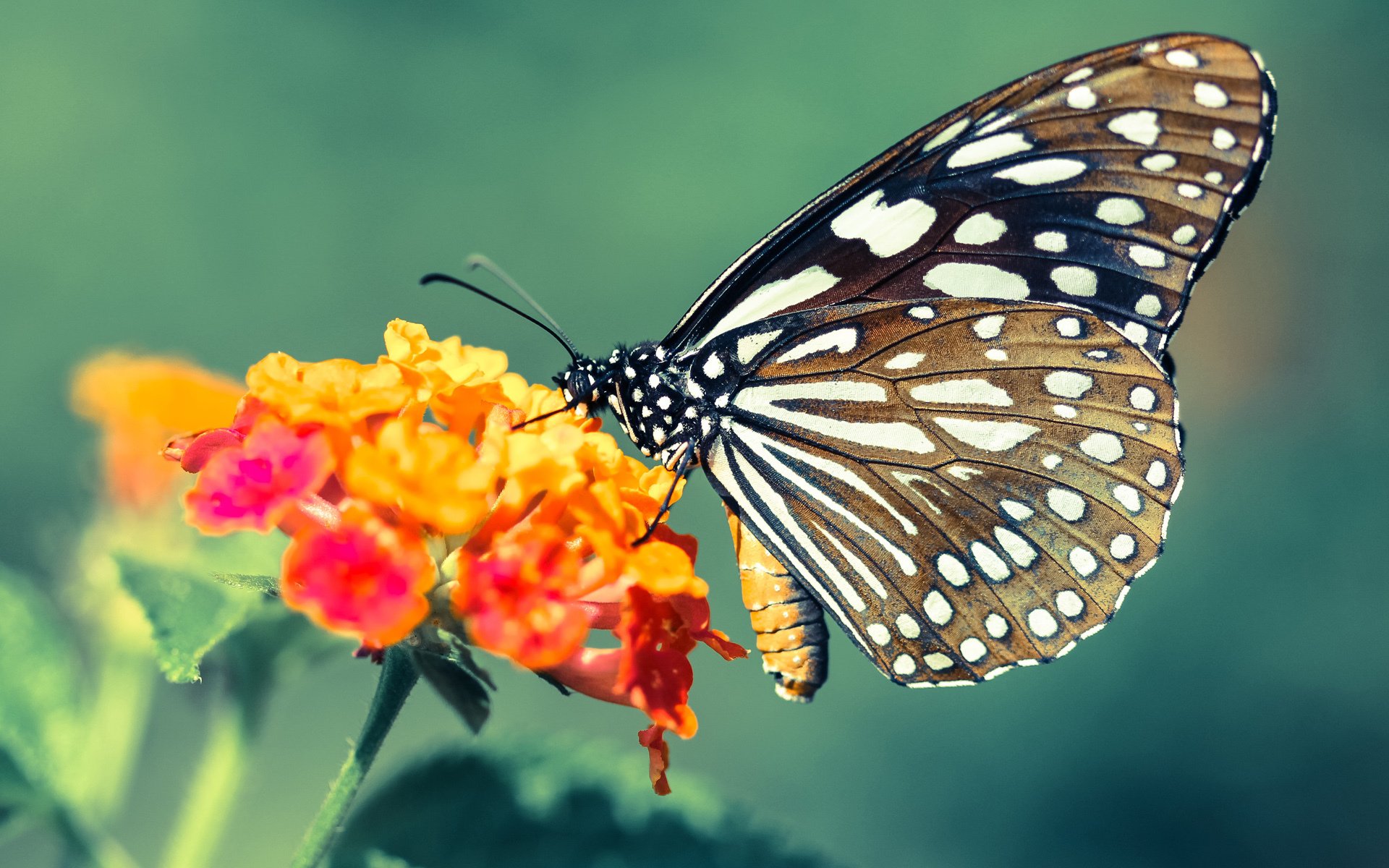 南美巨人的崩塌，巴雷拉铸就铁血蓝白，墨西哥在不可能之地掀翻五星巴西
